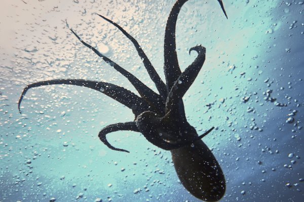 Kraken ссылка на сайт актуальная