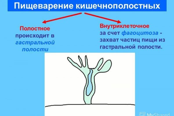 Кракен лег